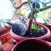 Отель Ortachala Veranda, фото 13