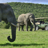 Отель Shamwari Game Reserve, фото 13