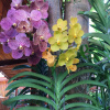 Отель Hua Hin Lap Lae Resort, фото 8