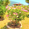 Отель Villa Tatiana, фото 35