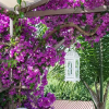 Отель Bougainvillea Garden Retreat, Fully Equipped, фото 11