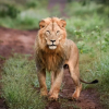Отель Mavela Game Lodge, фото 17