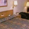 Отель Rodeway Inn Tucson, фото 2