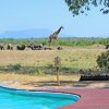 Отель Tangala Safari Camp, фото 12