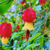Отель Nankun Mountain Mushepin No. 10 Wild She Tangquan Holiday Homestay (Forest Park), фото 10
