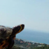 Отель Imperia Bed & Breakfast, фото 22