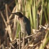 Отель Glamping Monterrico, фото 6