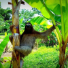 Отель El Caribeo - Nature Lodge, фото 10