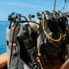 Отель Tanaka Liveaboard Raja Ampat, фото 14