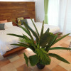 Отель Beach Room, фото 2