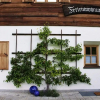 Отель Chalet Menkenhof, фото 1