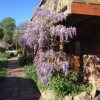 Отель Wisteria Lodge, фото 2