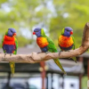 Отель Esk Caravan Park, фото 19