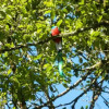 Отель Ranchitos Del Quetzal - Parque Ecológico Gucumatz, фото 16