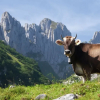 Отель Saas Almagell - With Three and Four Thousand Metre Peaks in the Background, фото 8