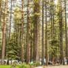Отель Tahoe Valley Campground, фото 13