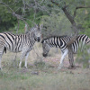 Отель ATKV Klein-Kariba, фото 46