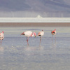 Отель ibis Calama, фото 17