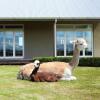 Отель Gallin Farm Alpacas, фото 20