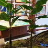 Отель Huizhou Mangrove Bay Binhaishan Lake View Center Apartment, фото 3