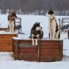 Отель Holmen Husky Lodge, фото 15