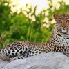 Отель Motswari Private Game Lodge, фото 16