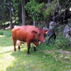 Отель Stangleggerhof, фото 12