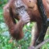 Отель Arut Riverside Orangutan Guest house, фото 45