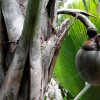 Отель Bliss Hotel Praslin, фото 7