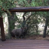 Отель Leadwood Tree Safari Lodge, фото 24