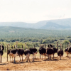 Отель Rietfontein Ostrich Palace, фото 15