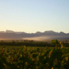 Отель Denneboom Vineyards and Wildlife, фото 18