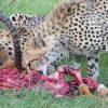 Отель Mara Ngenche Safari Camp, фото 2