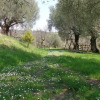 Отель Il Giardino, фото 10
