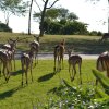 Отель Kruger Park Lodge - Golf Safari SA, фото 19