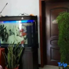 Отель Spring Festival Homestay, фото 2