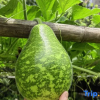 Отель Nankunshan Caiqingshanju Younan, фото 1