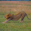 Отель Ol Pejeta Mansion, фото 10