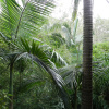 Отель Oskars Rainforest Retreat, фото 1