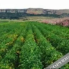 Отель Roodepoort Farm Self Catering, фото 18