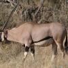 Отель Samburu Sopa Lodge, фото 6