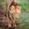 Отель Mavela Game Lodge, фото 21