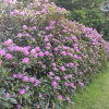 Отель Tyrella House, фото 15