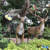 Отель Beihai Hai Homestay (Guantouling National Forest Park Branch), фото 19