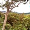 Отель Tanna Volcano View Treehouse, фото 16