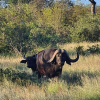 Отель Amani Safari Camp, фото 18