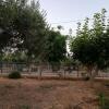 Отель Olive grove with sea view, 20' walk to the beach, фото 4