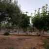 Отель Olive grove with sea view, 20' walk to the beach, фото 7