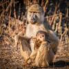 Отель Rafiki Safari Camp, фото 17