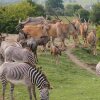 Отель Port Lympne (Zoo Park), фото 15